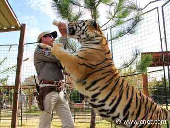 Netflix: Tiger King was big but Spenser Confidential was bigger     - CNET