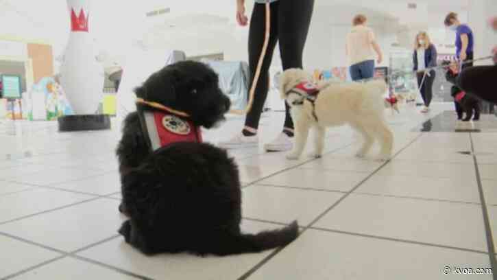 Ohio mall goes to the dogs during COVID-19 closure