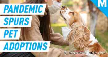 Pet fostering, adoption is skyrocketing during the coronavirus pandemic