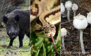 Surviving Texas: How to stay safe vs. the state's most dangerous outdoor threats