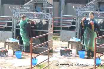 Vet's socially distanced cow Caesarean earns fans on social media - St Helens Star