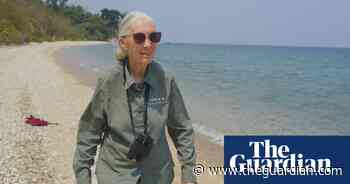 TV tonight: Jane Goodall's work as a pioneering activist