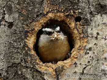 Edmonton weather: Sunshine, near 20 C and windy as all heck - Edmonton Sun