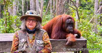 What’s on TV Wednesday: ‘She Walks with Apes’ and ‘Fauda’