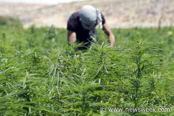 Lebanon Passes Legislation Legalizing Medical Marijuana Cultivation - Newsweek
