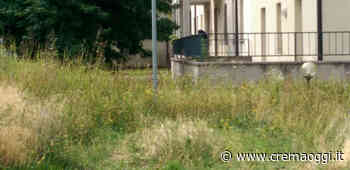 Linea Gestioni: seconda raccolta straordinaria degli sfalci d'erba - CremaOggi.it