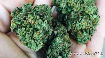 Coronavirus, è boom di vendite per l'erba legale - Riviera24