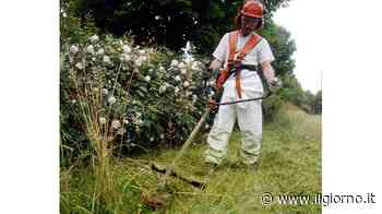 Contro le allergie Cormano taglia l’erba nei parchi chiusi - IL GIORNO