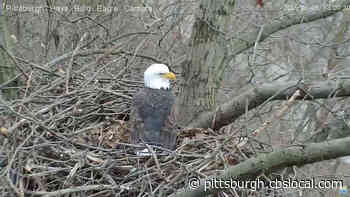 WATCH: Hays Bald Eagle Cam Catches Stand-Off Between Eagles And A Raccoon