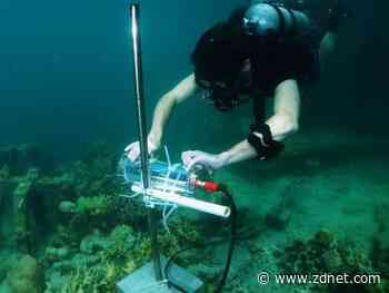 Smart coral reefs: This underwater, fish-spotting AI helps protect the rainforest of the sea