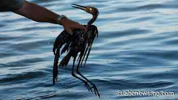 Sparkling waters hide some lasting harm from 2010 oil spill