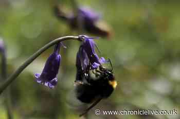25 enchanting pictures of Bluebells in Wearside