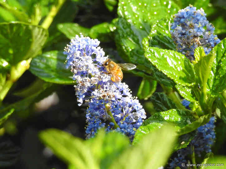 Fullerton Arboretum’s spring flowers bloom behind closed gates