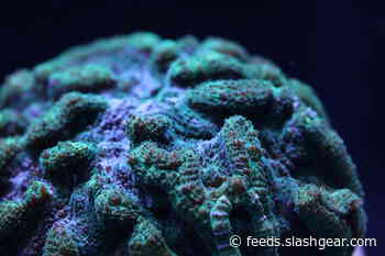 Coral breeding breakthrough could help save critically endangered reefs