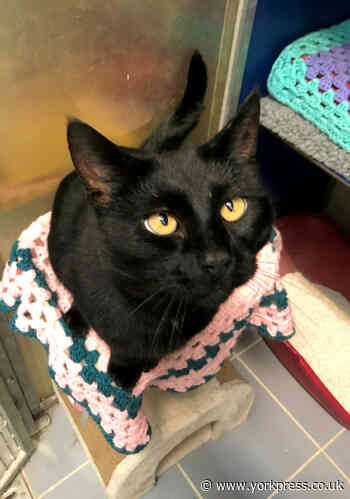 'Lucky' black cat Dennis survives being blasted with SHOTGUN