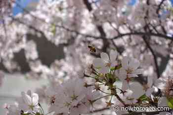 Toronto to livestream High Park cherry blossoms - NOW Magazine