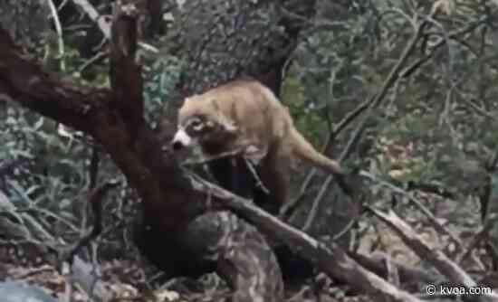 Coati involved in rare attack at Coronado National Memorial tests positive for rabies