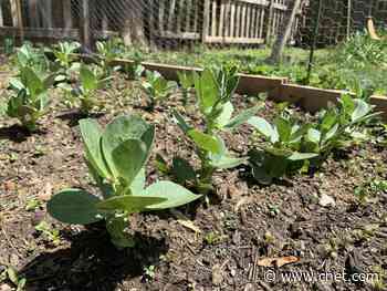 Reducing our carbon footprint means getting back to our roots     - CNET