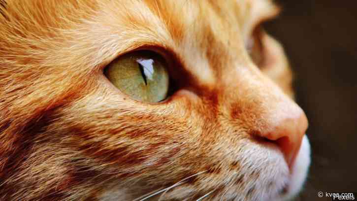 2 cats in NY become first US pets to test positive for virus