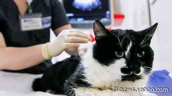 Coronavirus: Pet cats test positive in New York