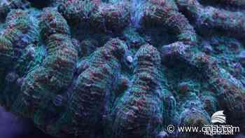 See the cute coral babies giving scientists hope for reef restoration     - CNET