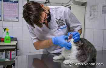 New York cats become first US pets to contract coronavirus