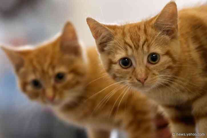 New York cats become 1st pets to test positive for coronavirus in the U.S.