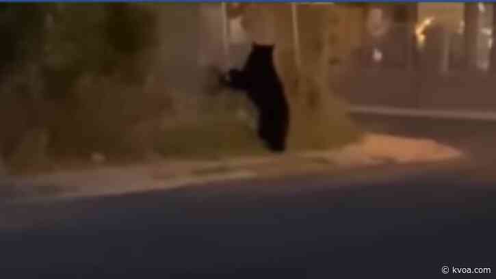 AZGFD: First bear sighting reported in Nogales
