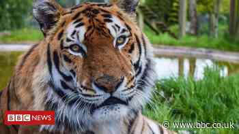 Bengal tiger dies from 'kidney failure' at Noah's Ark Zoo Farm