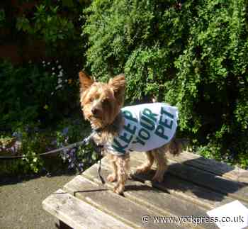 CORONAVIRUS: York pet service holds 'virtual dog walk'
