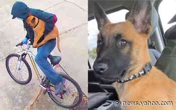 Police looking for dog stolen from ER nurse