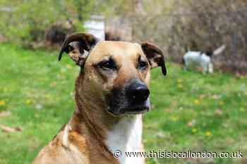 Battersea Dogs Home restarts rehousing animals