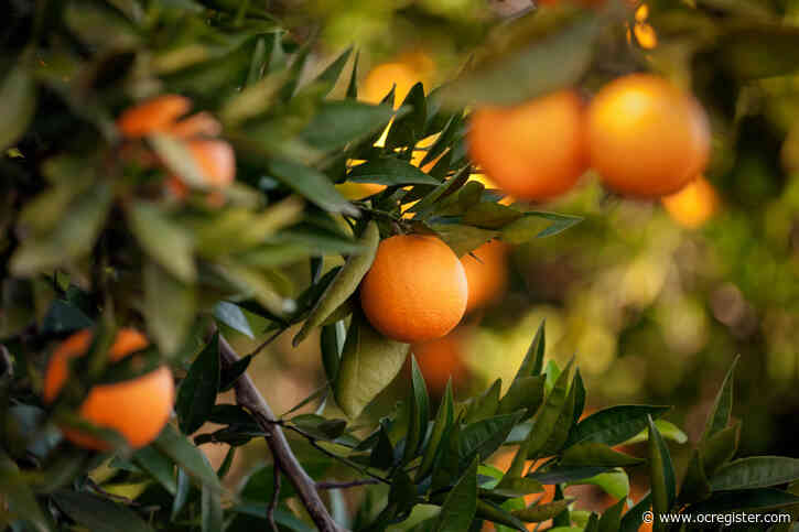 How to ensure you’ll have sweetest homegrown citrus