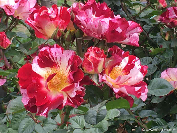 This backyard gardener is a true connoisseur of plants