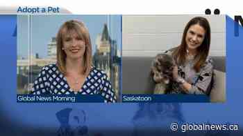 Adopt a Pet: Only a few cats currently available at the Saskatoon SPCA
