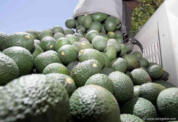 Master Gardener: The weird sex life of the avocado
