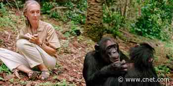Jane Goodall: 'Without hope there's no point in continuing on'     - CNET