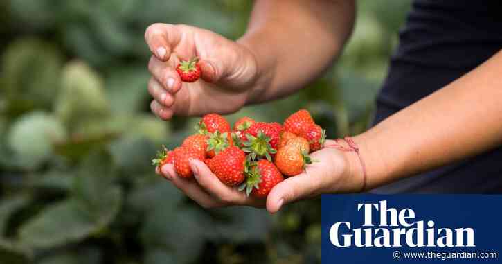Why few Britons pick fruit on our farm | Letter