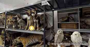 Journey from Ice Age to Iron Age on a virtual tour at Newcastle museum