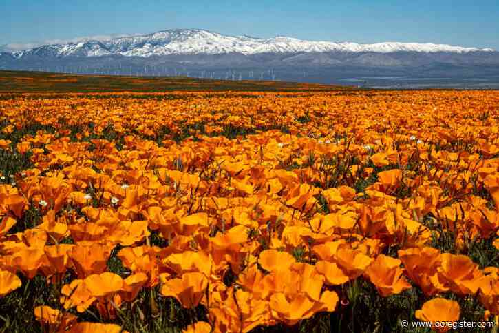 Rains fuel above-average Southern California wildflower bloom