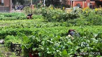 Growth spurt: Edmonton's community garden program gets COVID rules and room to expand