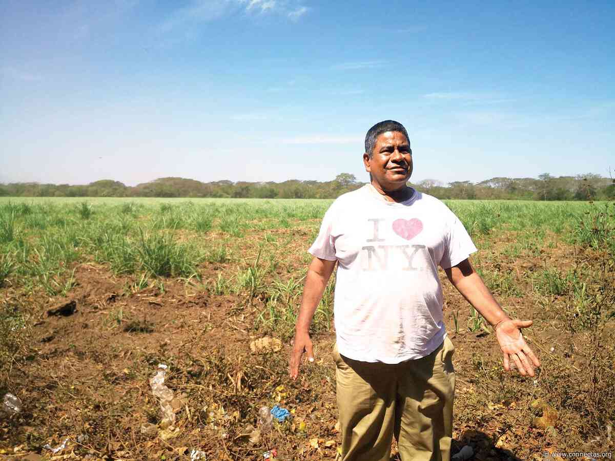 Vivir y morir entre cultivos: La Enfermedad Renal Crónica en Chichigalpa - CONNECTAS
