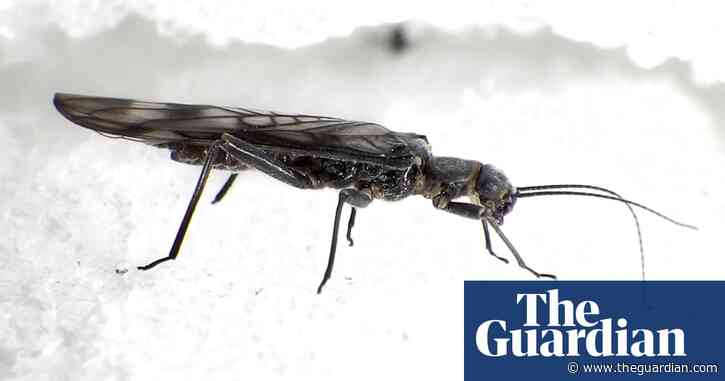 Insect numbers down 25% since 1990, global study finds