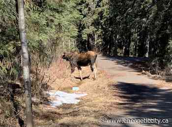 City receives reports of sightings of moose and bear at Fish Creek Community Forest - Energeticcity.ca