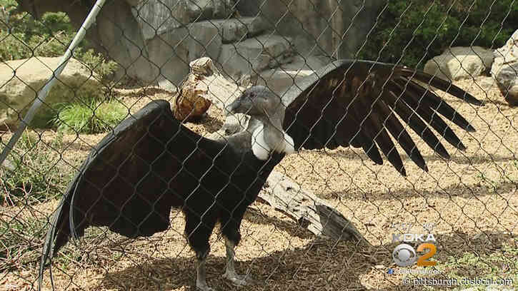 Andean Condor Pair Incubating Egg At National Aviary