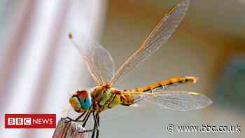 The stealthy little drones that fly like insects
