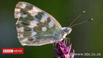 Nature crisis: 'Insect apocalypse' more complicated than thought
