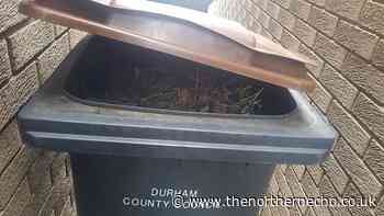 Garden waste service in County Durham to resume on new collection days - The Northern Echo