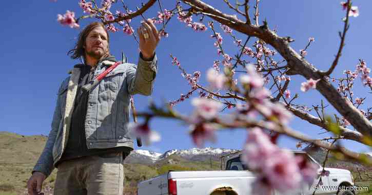 With the coronavirus and a hard freeze, Utah’s agriculture industry is suffering
