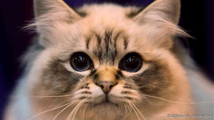 Coronavirus Coverage: What You Need To Know About COVID-19 And Your Pets